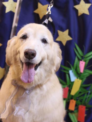 20230726みるくちゃん